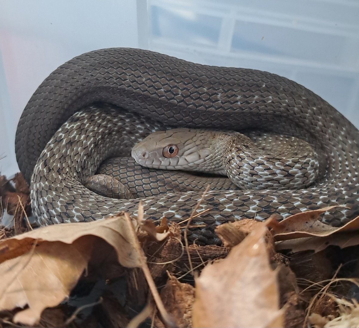 TOOLZILLA툴질라 tweet media