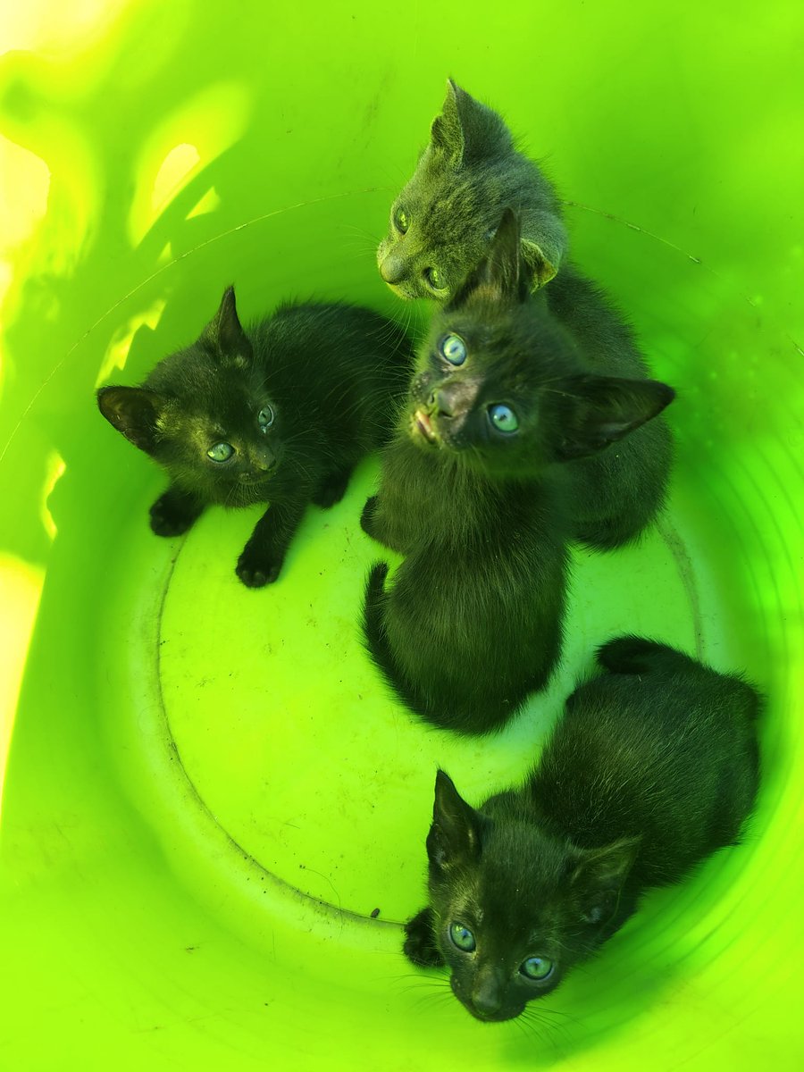 Si alguien quiere un gatito ( Y LO VA A CUIDAR BIEN ) tiene que hablar con Cecilia de Estación Atlántida. 094710547
Miren lo que son... 🐱🐱🐱🐱