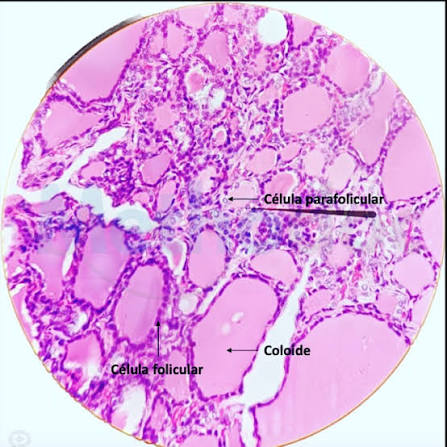 Near Himura🇺🇾 tweet media