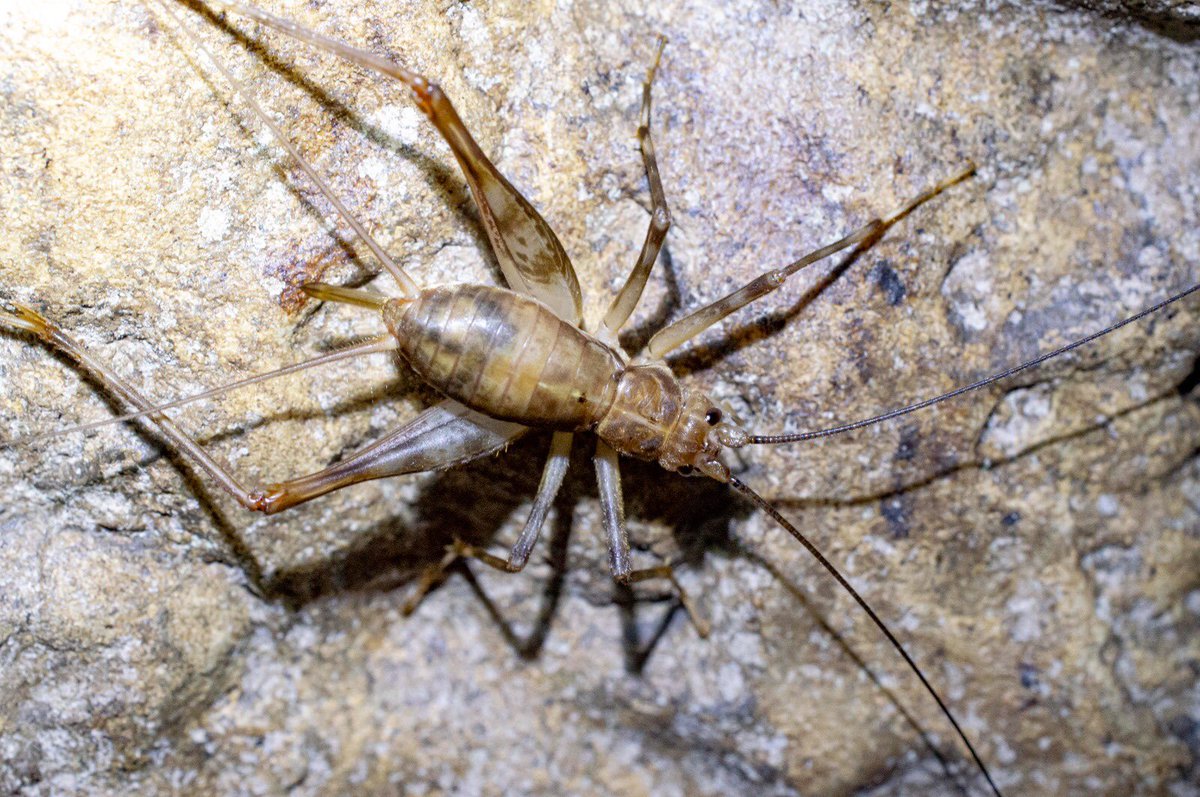Amig@s entomólogos: tenemos 20 muestras de 🦗 GRILLOS CAVERNÍCOLAS de investigaciones que hacemos en  <a href="/inst_humboldt/">Instituto Humboldt</a> y estoy interesado en su identificación. 
¿Hay alguien que le interese ayudarme ? 
Escríbanme a classoalcala@gmail.com y les cuento