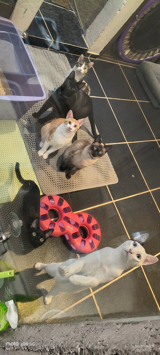 Todos mis chaparritos siguen en busca de una familia 🥺🥺 #cdmx #edomex 5565576788