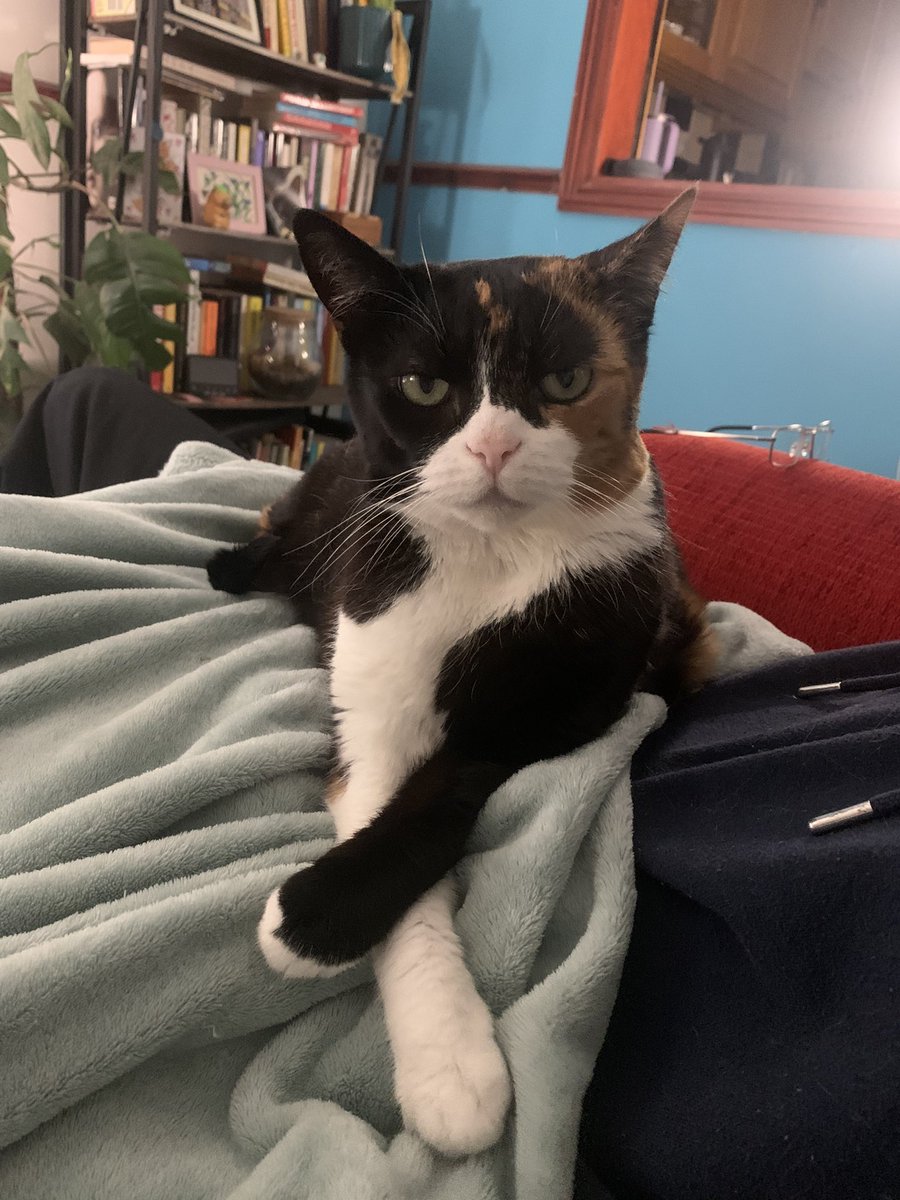minky goblin tweet media