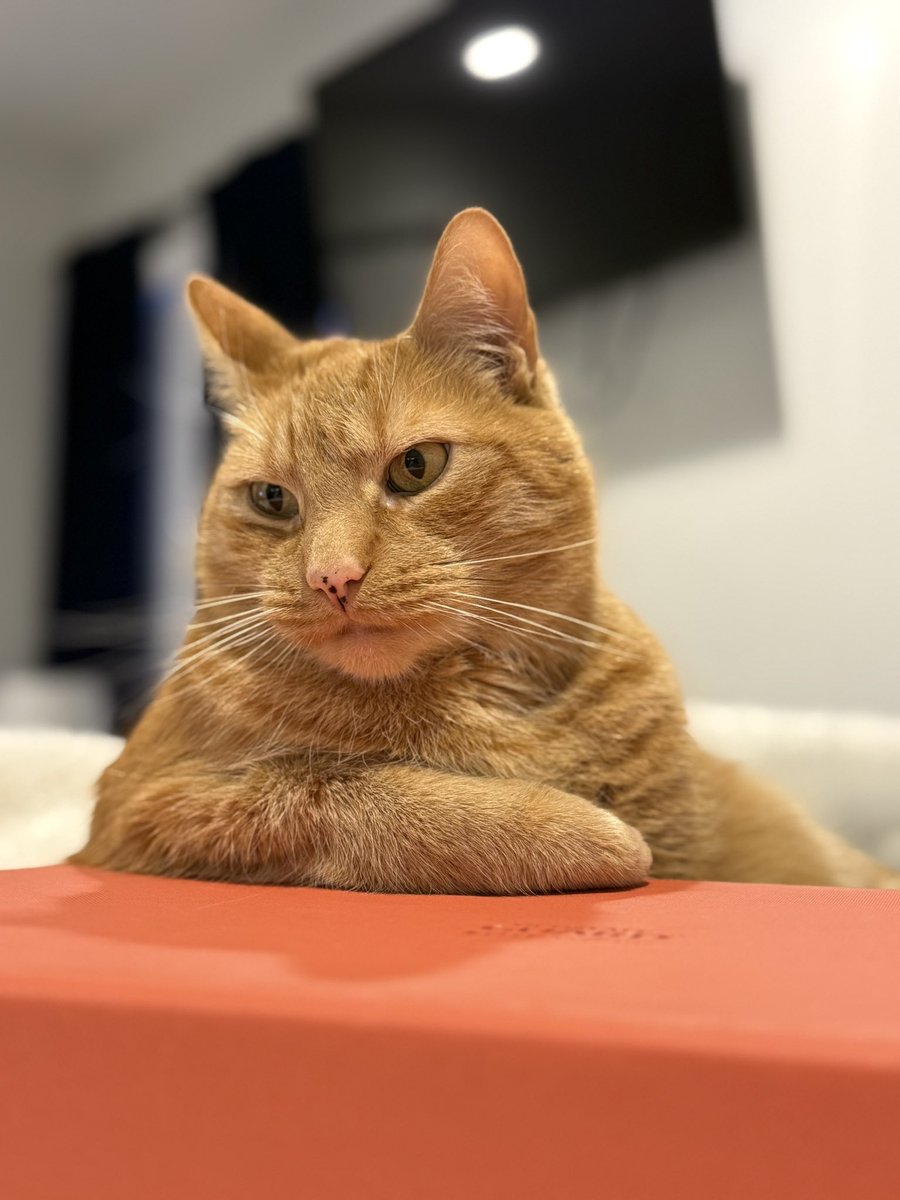 Still Steve, Man tweet media