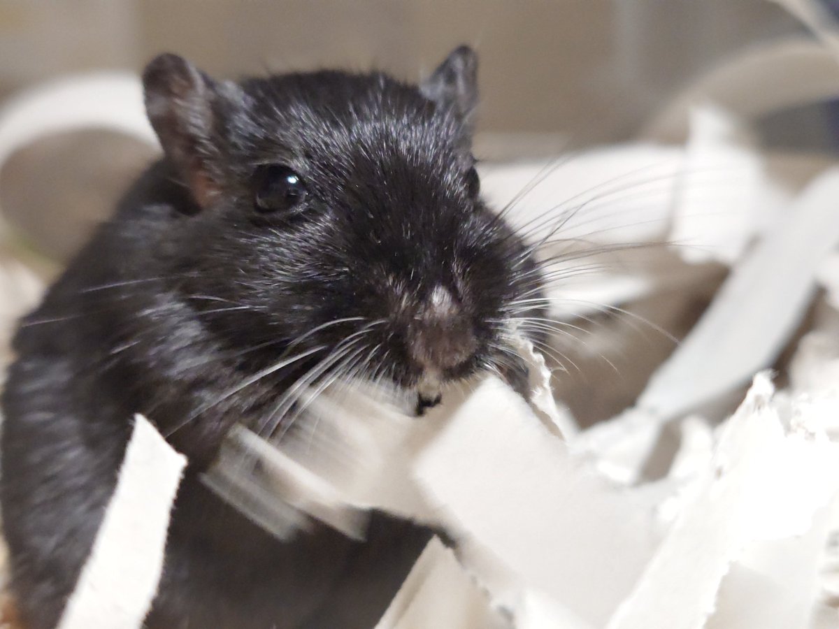 おはようございます

華麗な手捌き

#スナネズミ