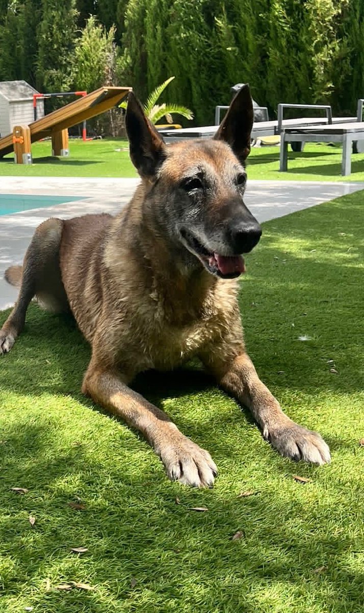 Adopta K9 tweet media