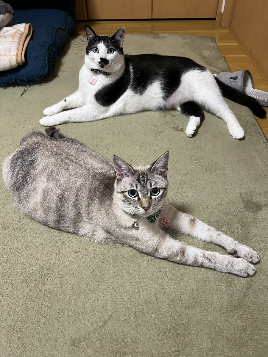 おはよ〜 #ねこかわいいね #アルク3歳 8.7kg #サナ9ヶ月 5.5kg