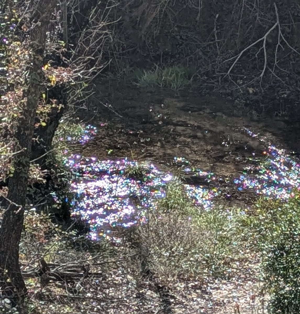 M Montserrat Domingo tweet media