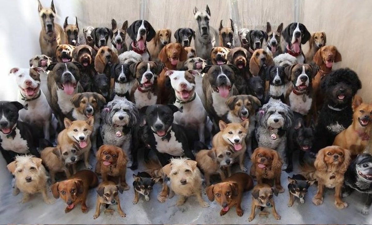 Niet te geloven, in onze eigen landen, weggestuurd worden door de politie, want de Moslims willen geen honden in hun nabijheid.
Dit wordt echt te gek mensen!!!
Wij houden  van onze dieren 🥰❤️.