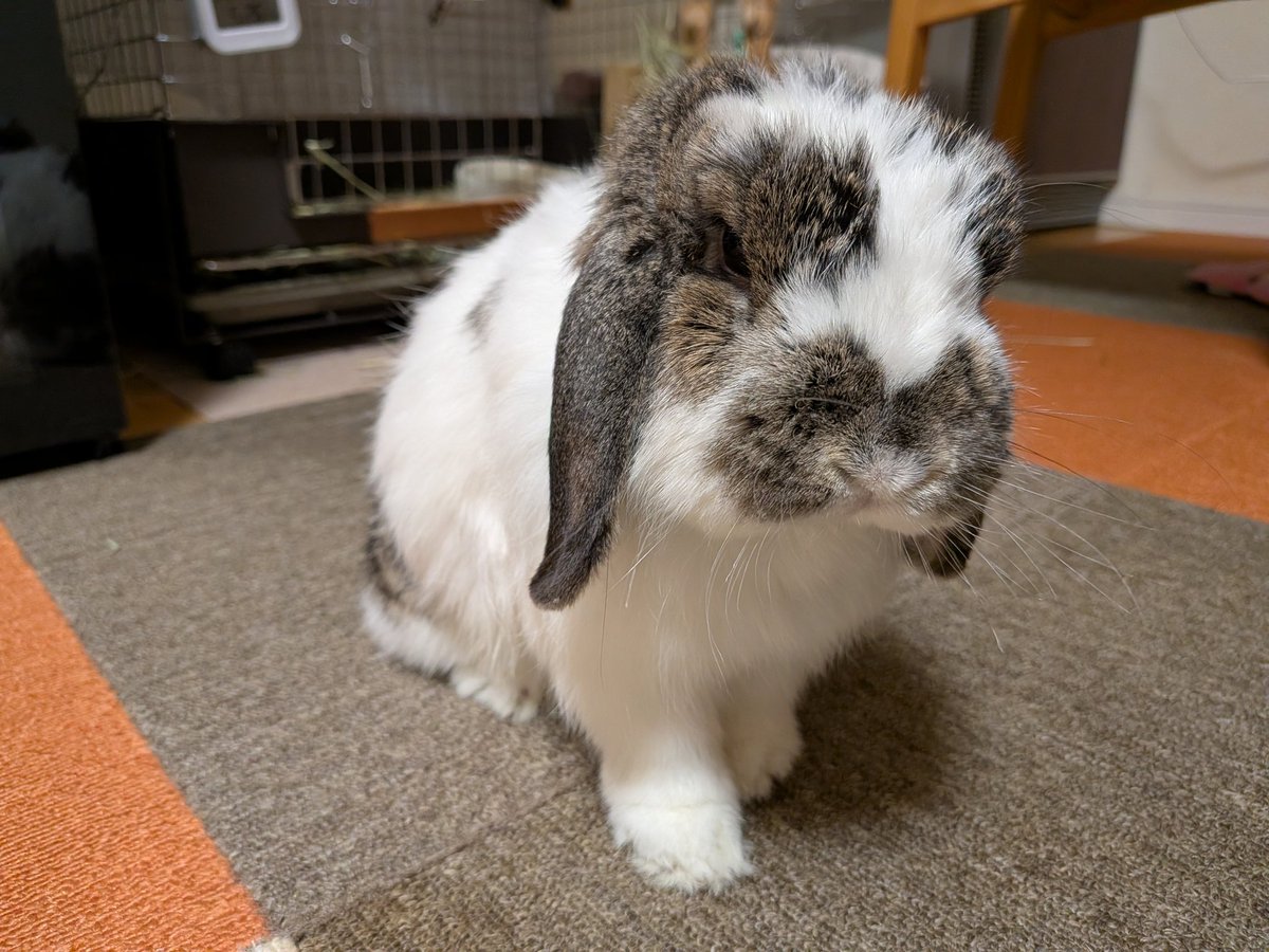 もも♀🍑@うさぎパパ (@momorabbit21) / Posts / X