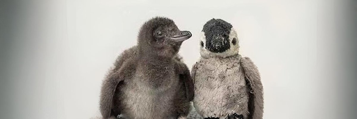 Rare penguin named Henry that was born at Dorset aquarium is given fluffy toy to keep him company until his sibling arrives

$Henry

dailymail.co.uk/news/article-1…

CA: 4D1JCSEJTSfj7HYYC66SoNhH465uwWYbtxPeVKtkpump