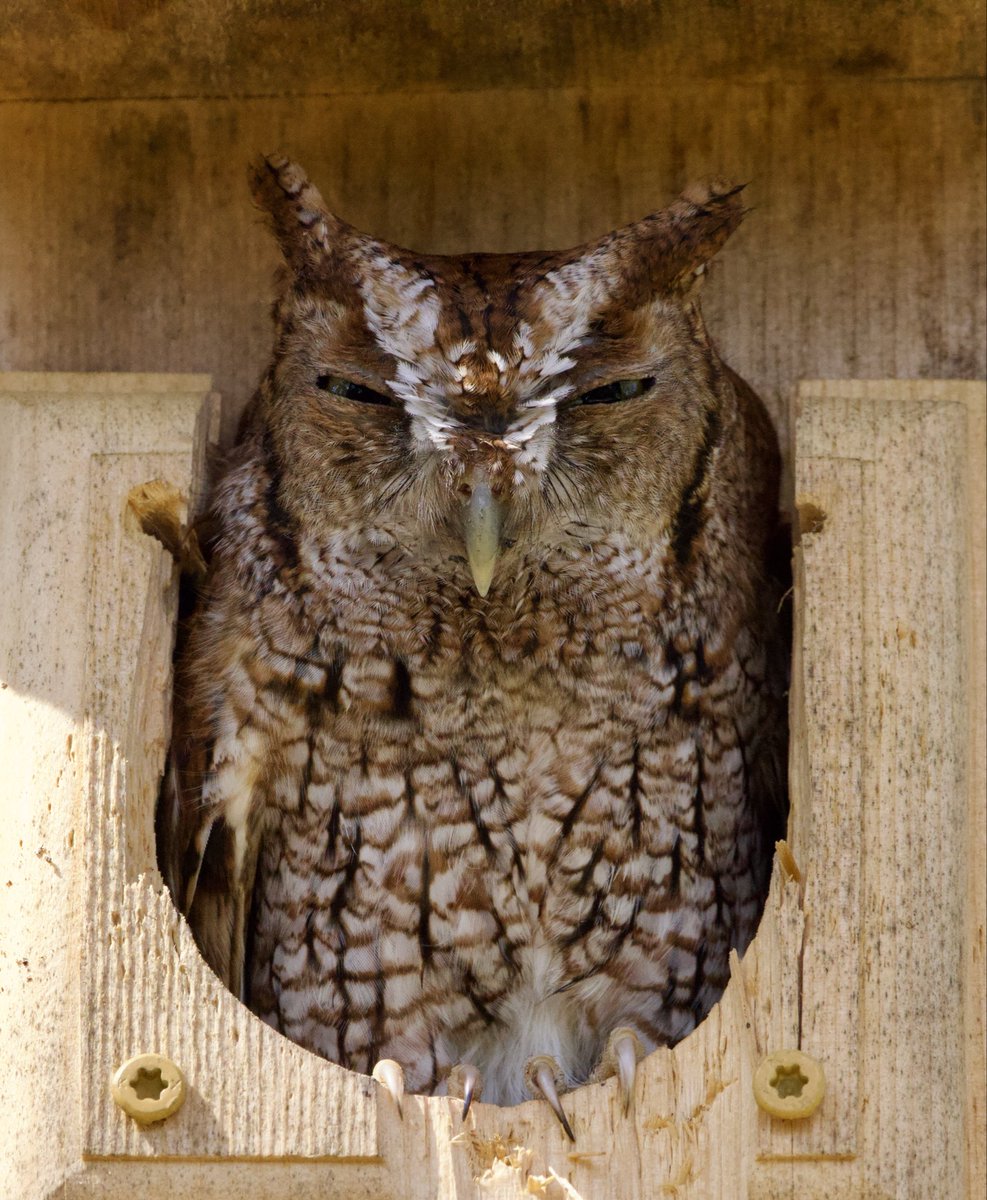 Native Bird Boxes tweet media