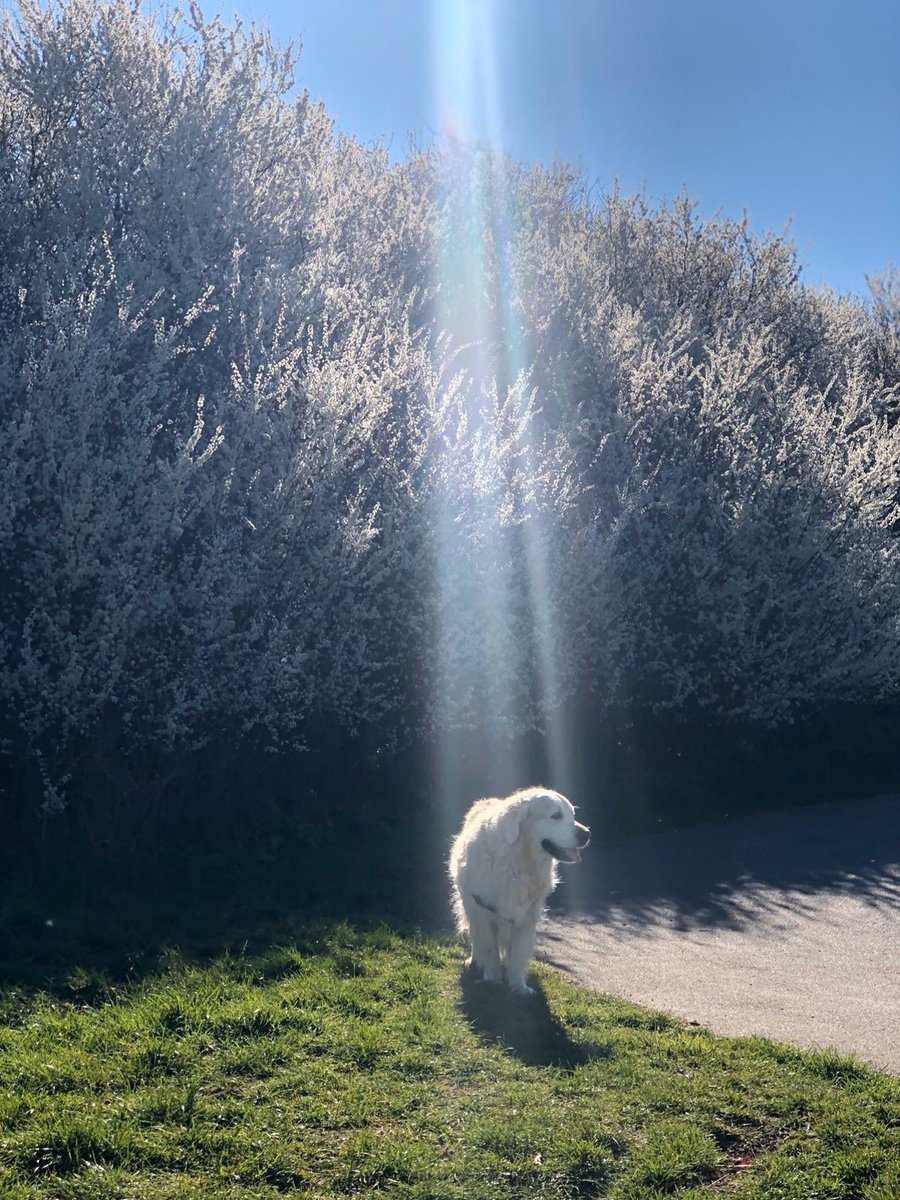 Dog Solution tweet media