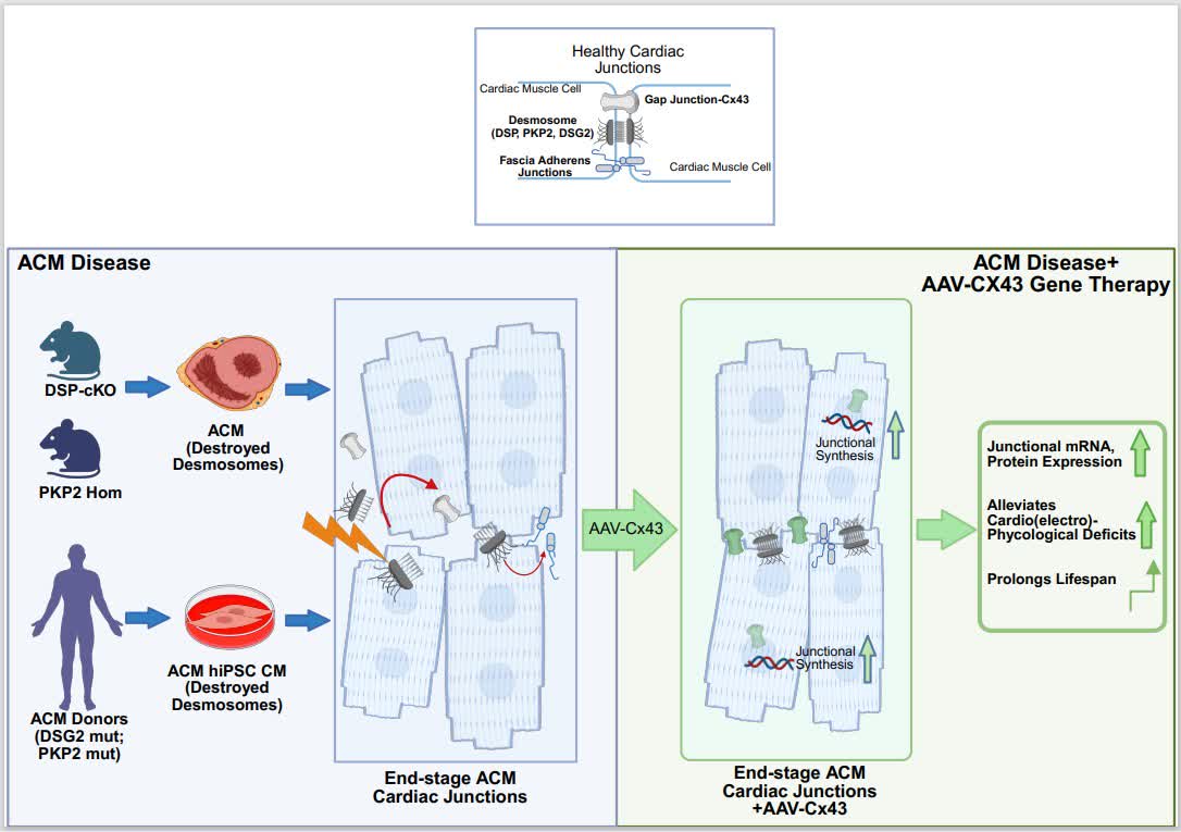 Circ: Heart Failure tweet media