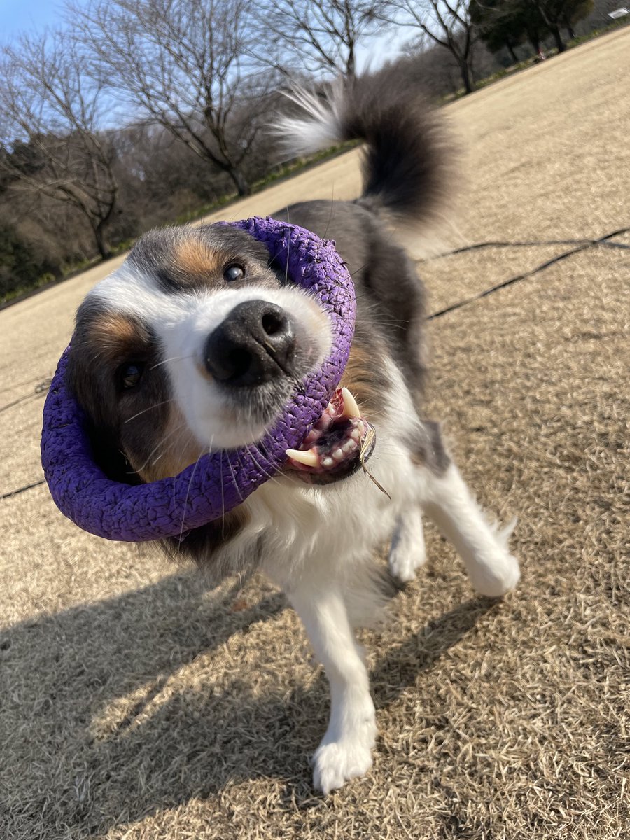 bmt832's tweet photo. 楽しそうな まなおじい🐕 https://t.co/IKGwgo0hfP