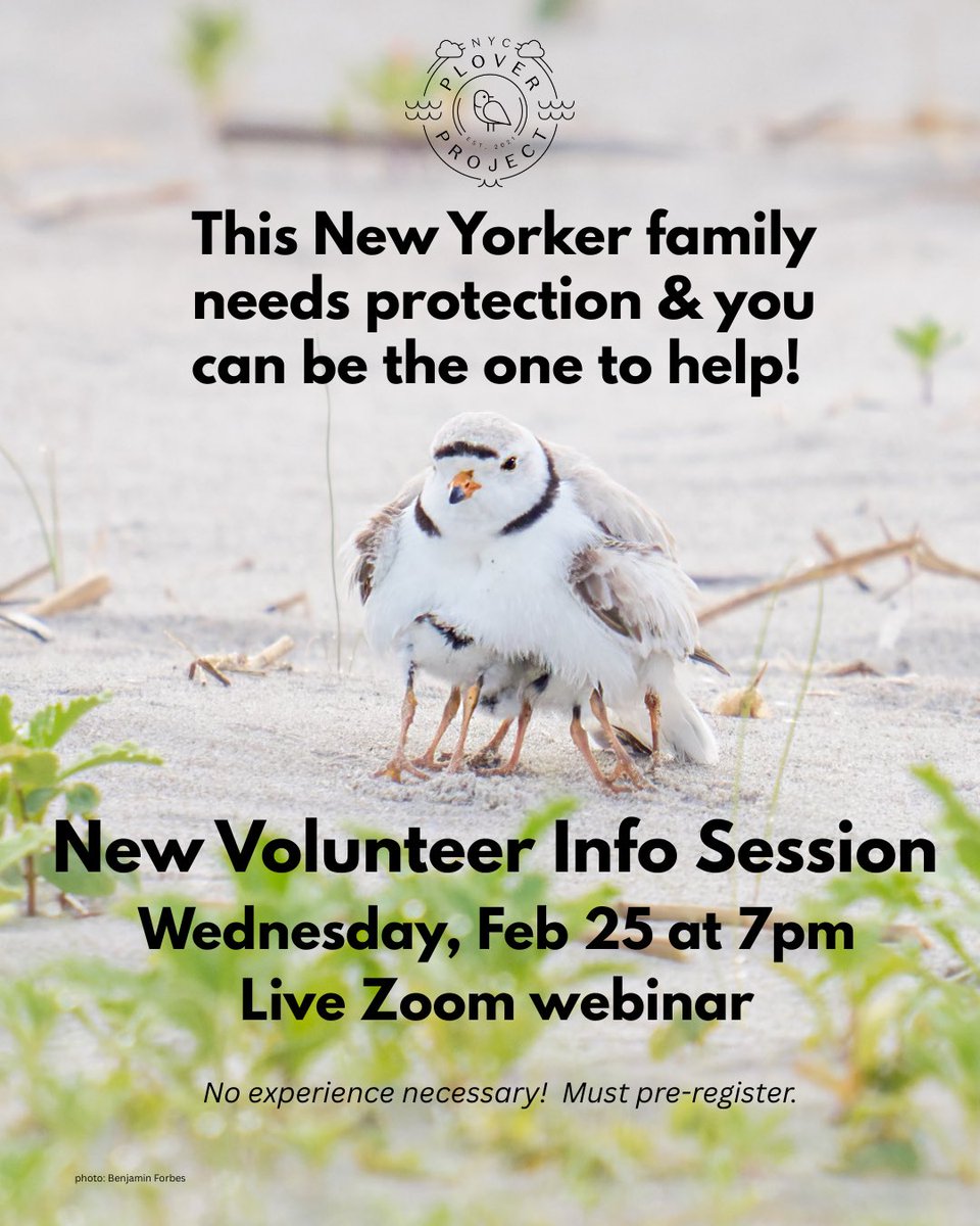 NYC Plover Project tweet media