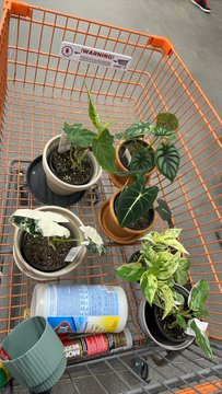 Minnie00154's tweet photo. Today I bought these beautiful plants to bring more life, peace, and freshness into my home 🛒 https://t.co/BUjqVn0eED
