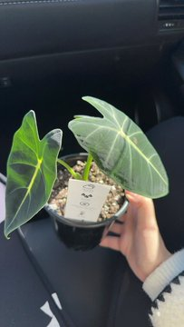 Minnie00154's tweet photo. Today I bought these beautiful plants to bring more life, peace, and freshness into my home 🛒 https://t.co/BUjqVn0eED