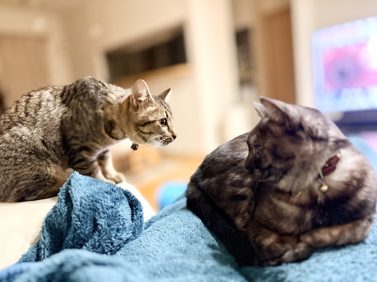 2月19日(木)
おはようございます😸 今日も頑張りましょうᕦ(ò_óˇ)ᕤ

#猫のいる暮らし #cat #保護猫 #家猫 #家猫修行中