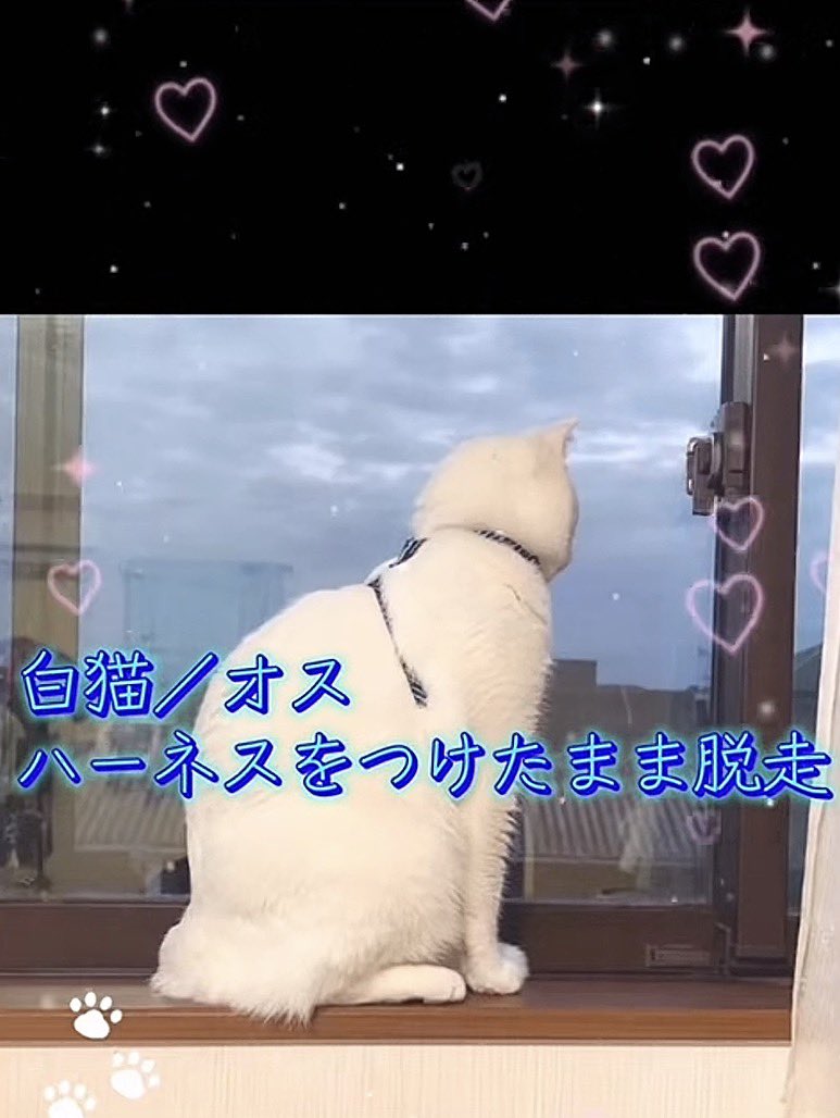 確認画像　白い猫　　入札❌️ シェア拡散希望】熊本県熊本市南区城南町で白猫さんが迷子になってい