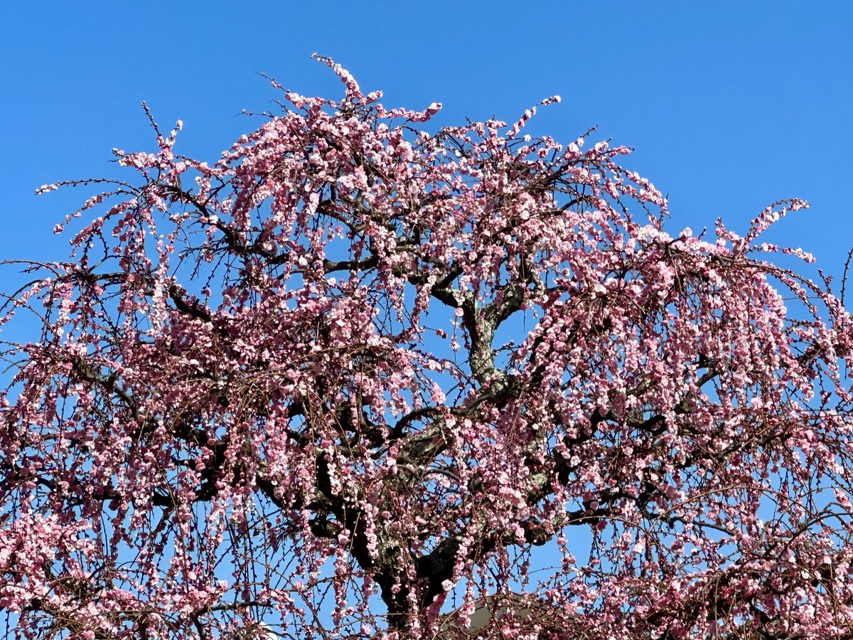 Cloudsailor / 星羅の一日一花 (@sjyszm) / Posts / X