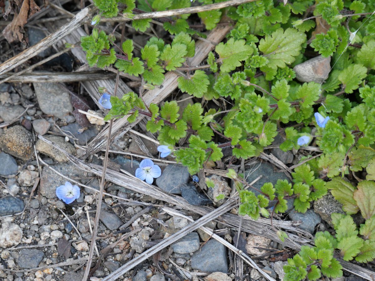 咲ききってひらひらこぼれ犬ふぐり さききってひらひらこぼれ いぬ