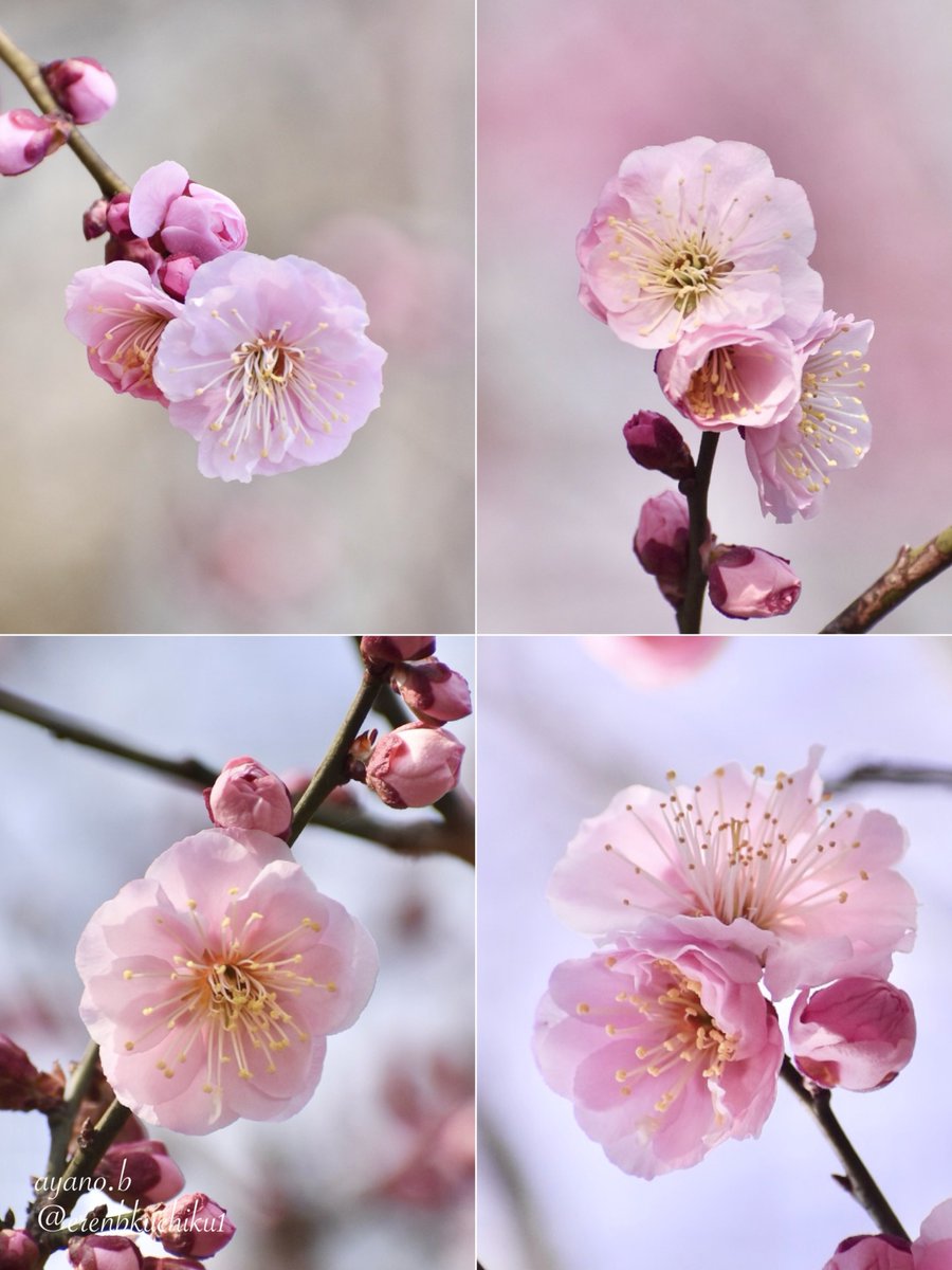 『梅一輪一輪ほどの暖かさ』

江戸時代の俳人・服部嵐雪の俳句です
まだ寒い季節、一輪一輪咲いていく梅を見守りながら春を待つ気持ちが伝わりますね