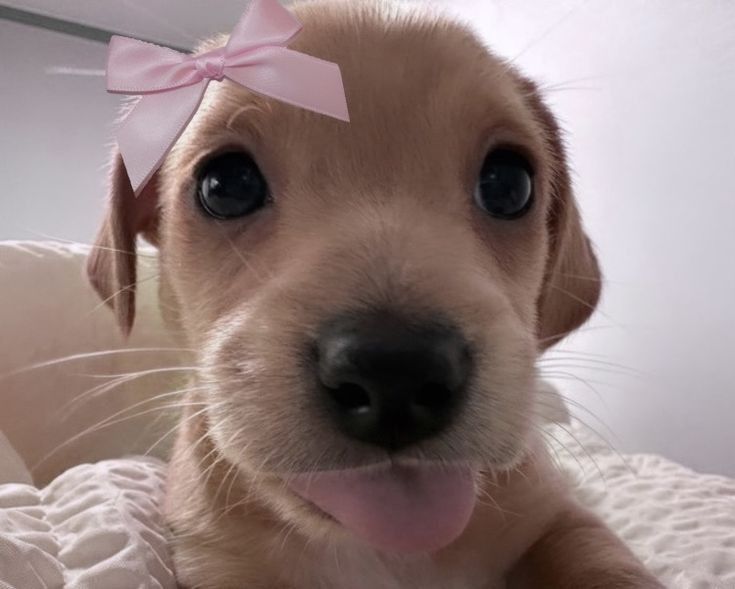 !MALI 🌑 tweet media