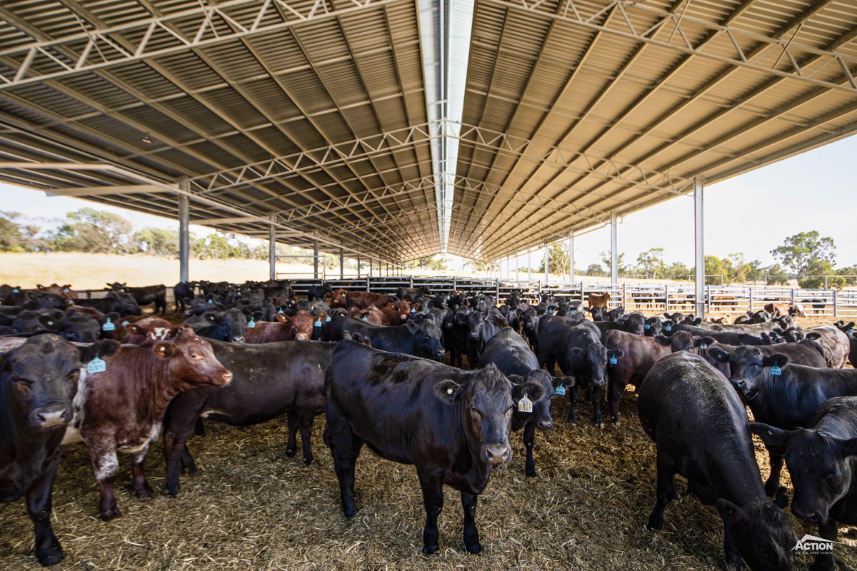 Action Steel tweet media