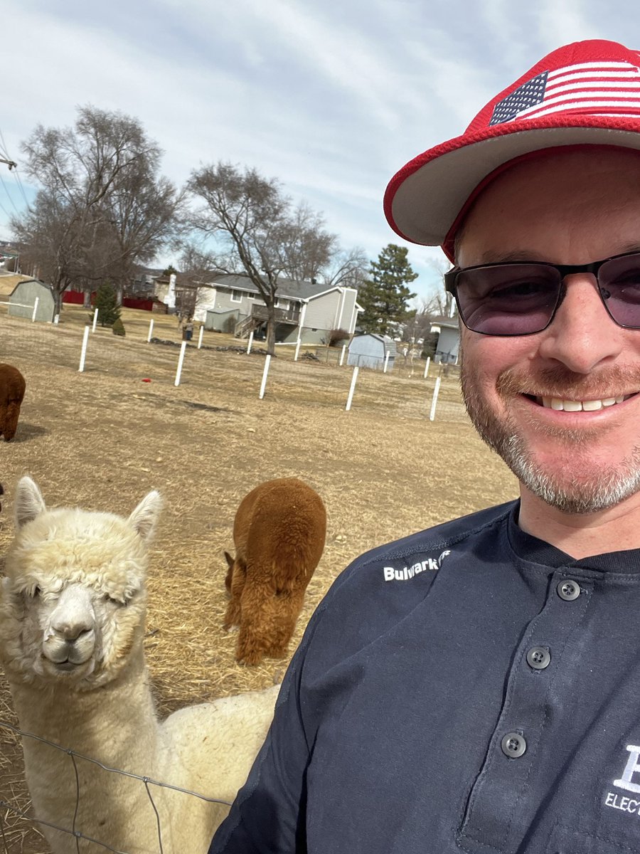 LloydRaC's tweet photo. Alpacas!!! https://t.co/jYtl6vAhWX