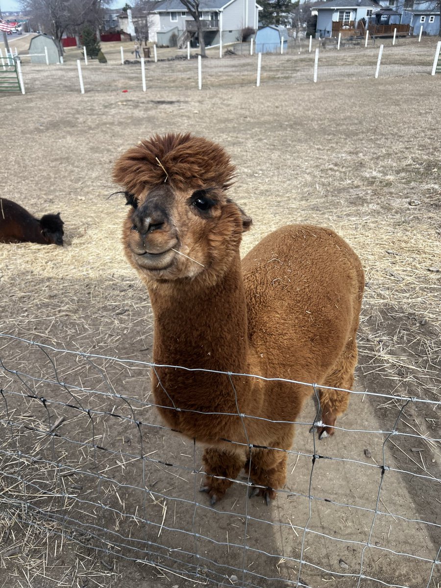 LloydRaC's tweet photo. Alpacas!!! https://t.co/jYtl6vAhWX
