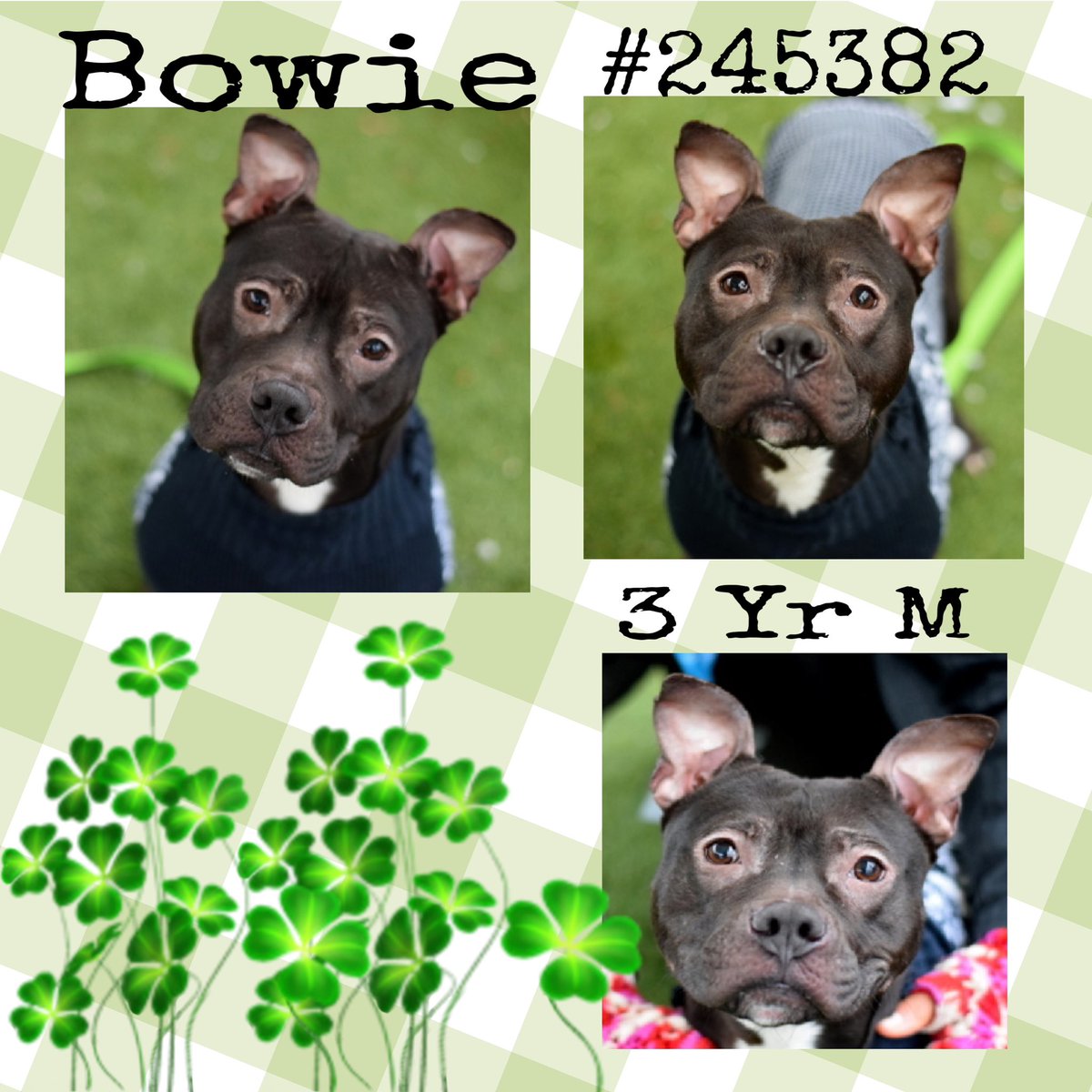 Quinnqueens's tweet image. #DogoftheDay
#WednesdayWorthy
🍀Bowie #245382🍀
#QueensACC 3 yr M
Adorable 47 pound cutie w/the dark chocolate eyes that beckon you 2 come meet him. He would like a 🏡 where he can move at his pace &amp;amp; slow intros 2 help him feel safe🍀#AdoptMe #Foster
nycacc.app/browse/245382