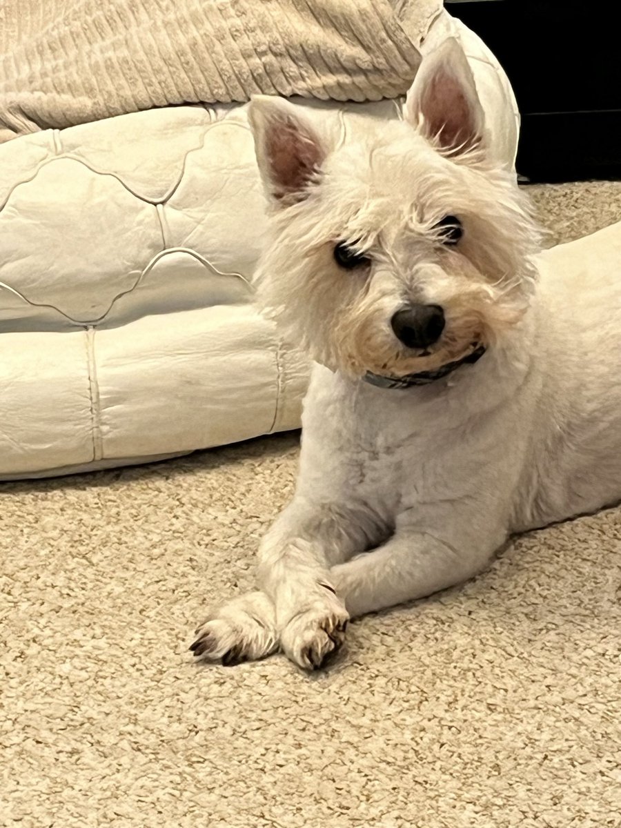 Helen Stevenson tweet media