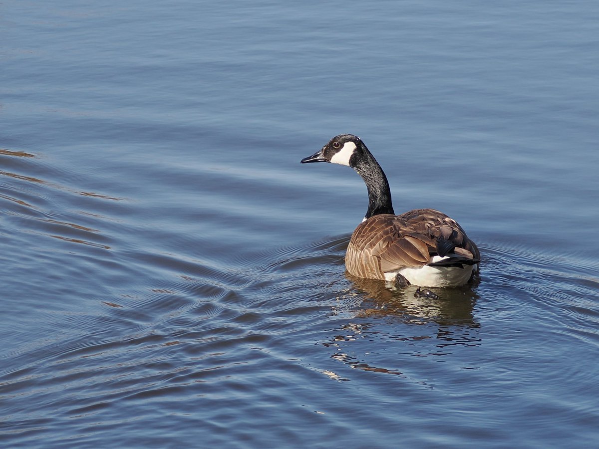 mawgdn's tweet image. My Merlin #BirdOfTheDay is not difficult to find, but lets have a sunny day capture 🌞 Canada #Goose #birdwatching 03/19/25