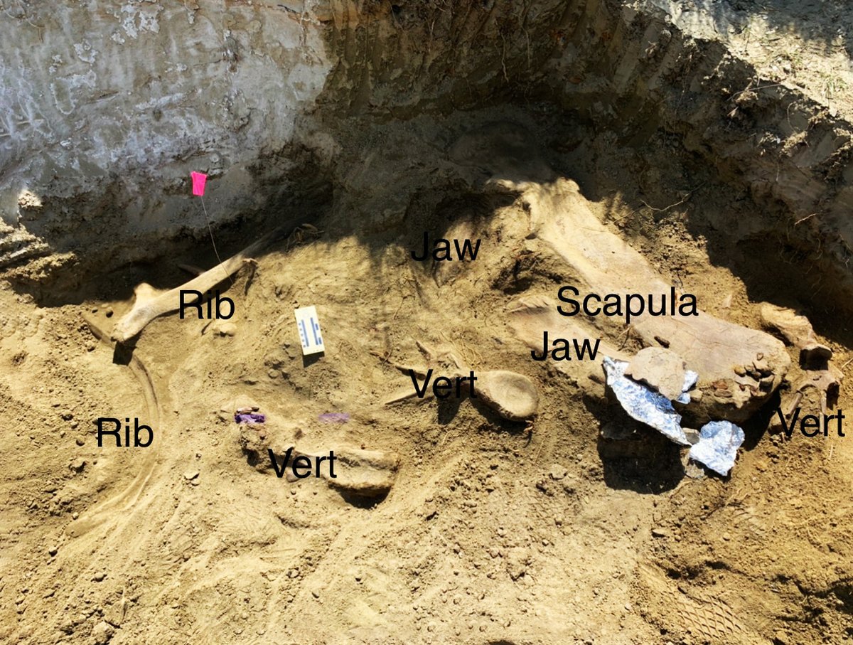 Dakota Prairie Grasslands tweet media