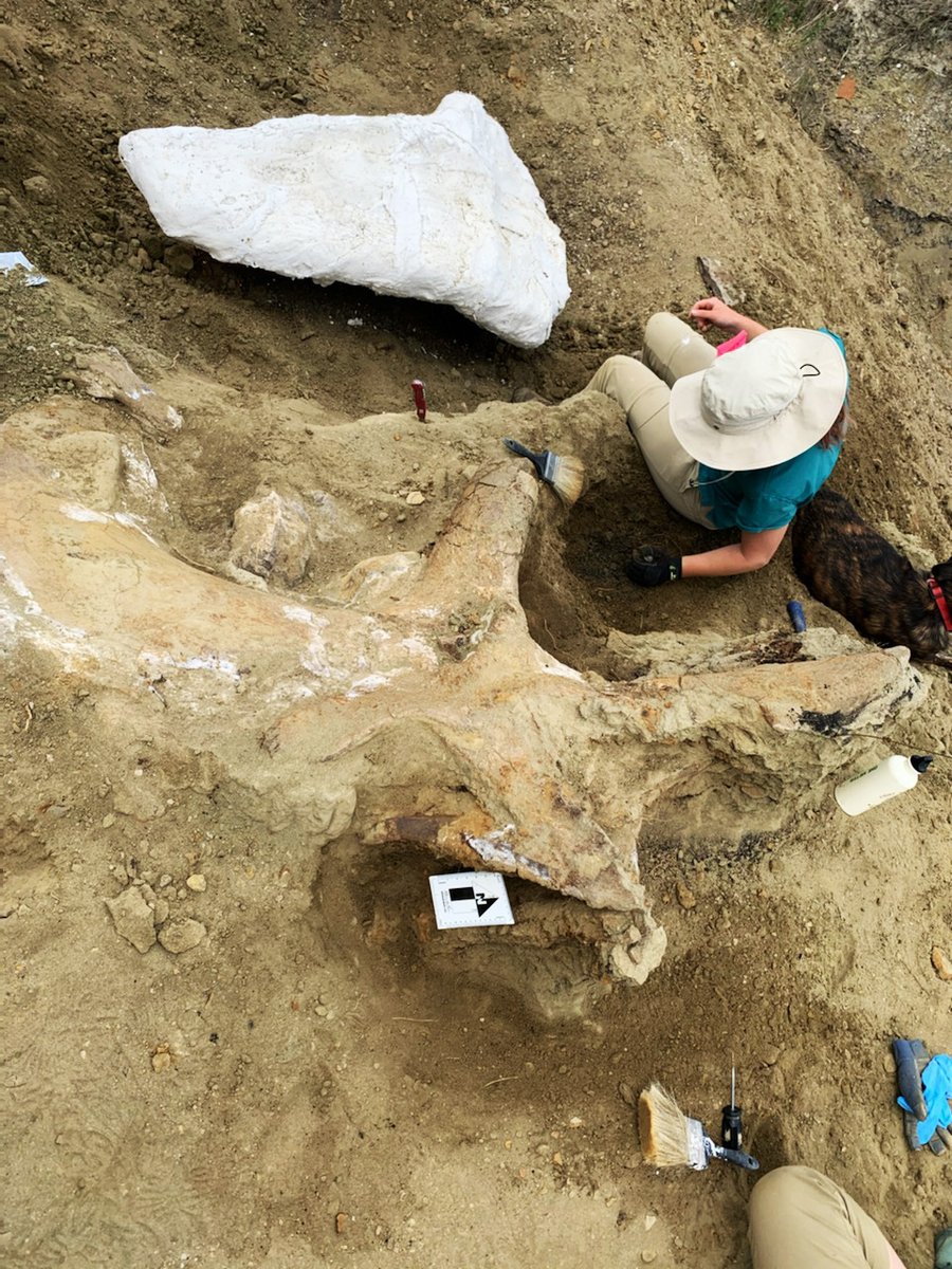 Dakota Prairie Grasslands tweet media