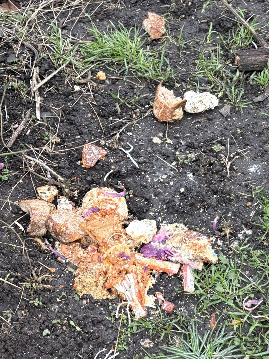 17 February 2026
I cleaned the rotten food people leave for the wildlife, daily, in Pullens Gardens.