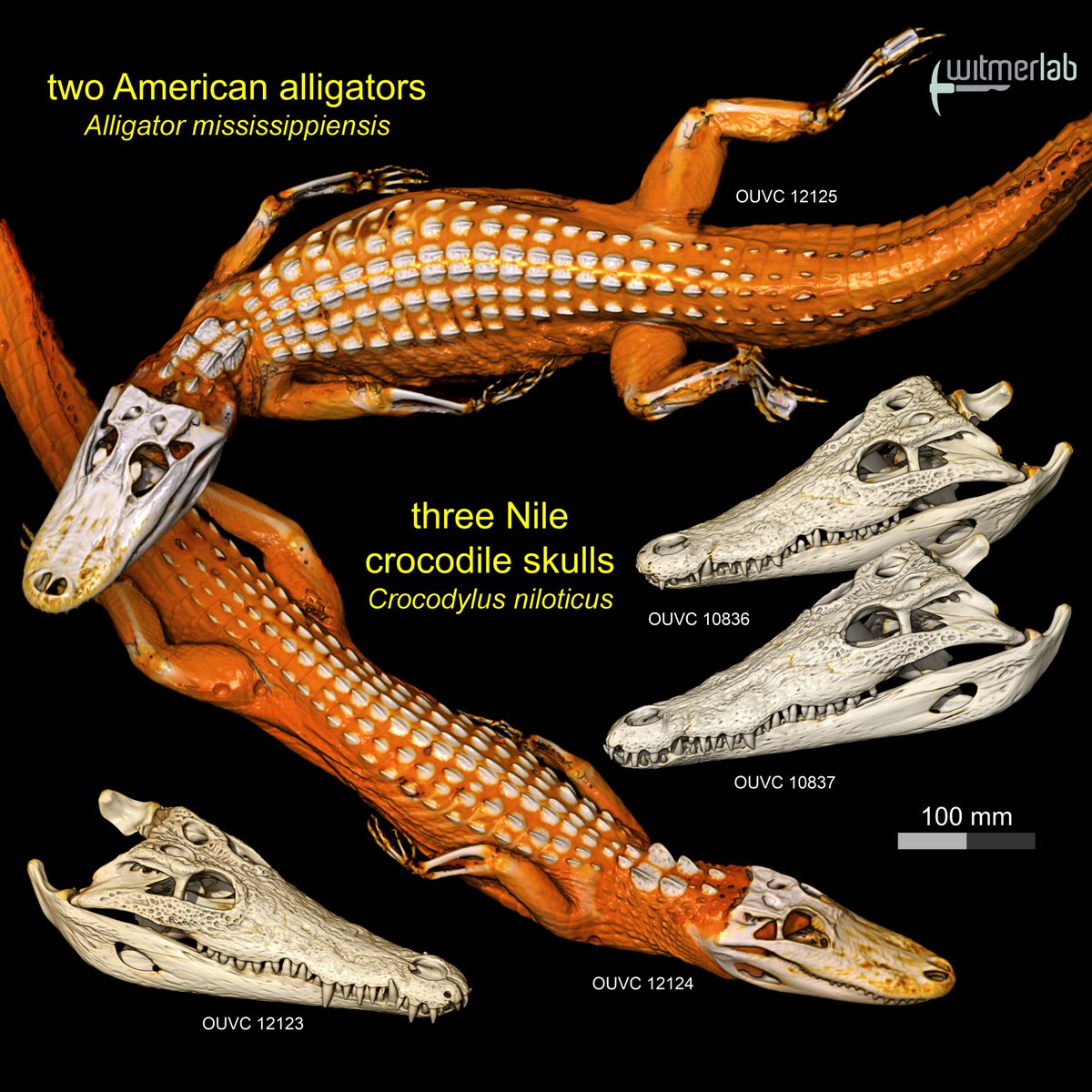 WitmerLab tweet media