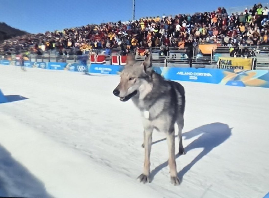 As the owner of a wolfdog, may I credit this wolfdog Nazgul as a Very Good Boy.

Gatecrashing the Winter Olympics deserves an offal treat as the bare minimum.