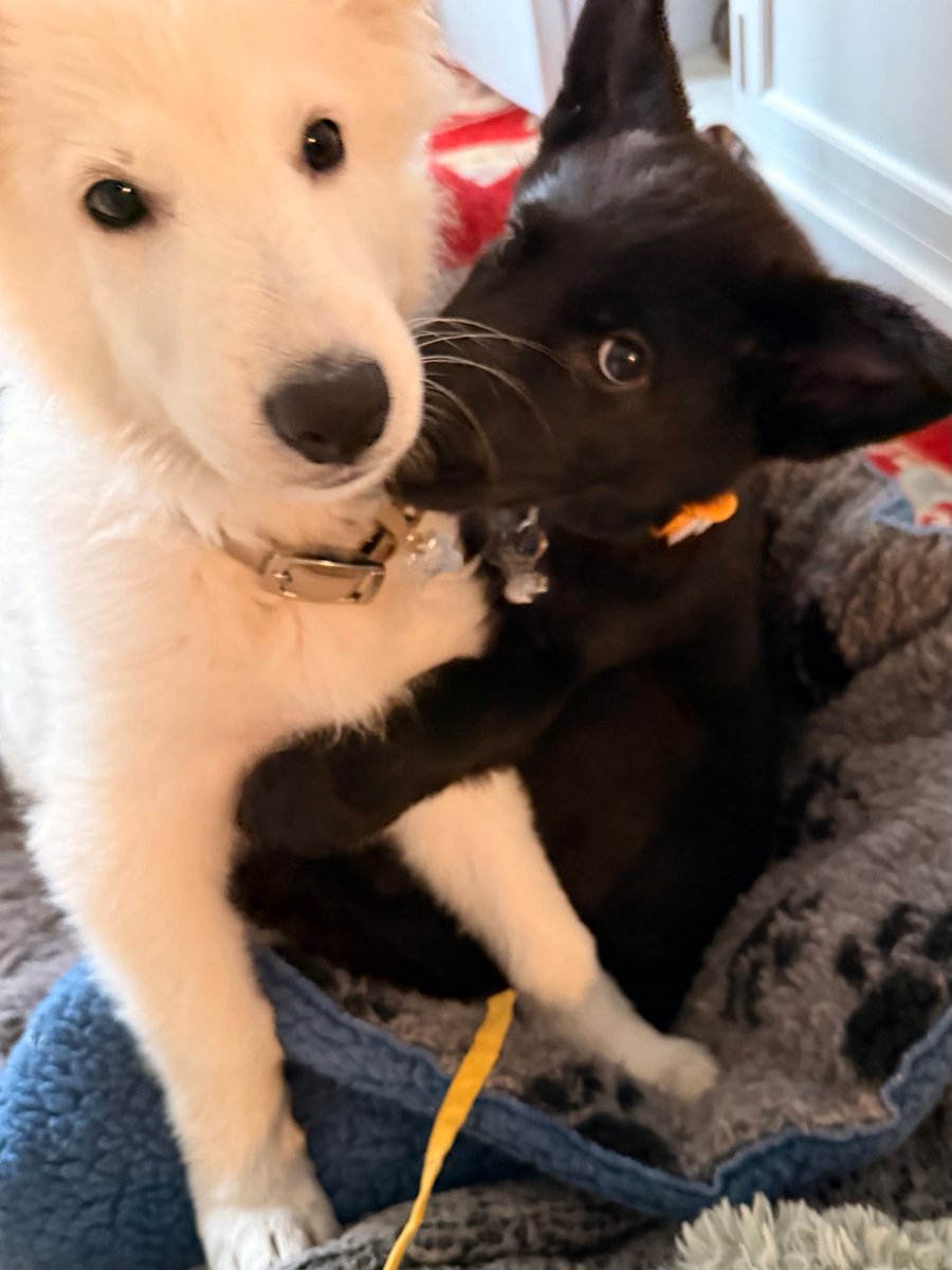 Ralph Ineson tweet media