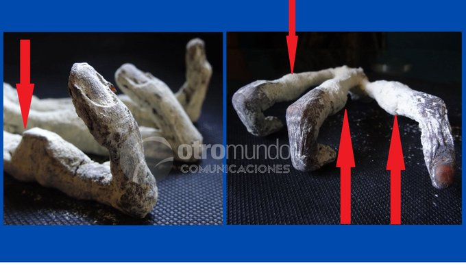 JosephAPWilson1's tweet photo. To call @joismantilla's latest heritage crime @BadTaxidermy would be an INSULT to bad taxidermists EVERYWHERE.
This hand is a terrible hack job where the skinny reskinned metacarpals are not properly fleshed out and show OBVIOUS discontinutities.
#ScamAlert #JusticeForNazca https://t.co/tO7BnJQzSC