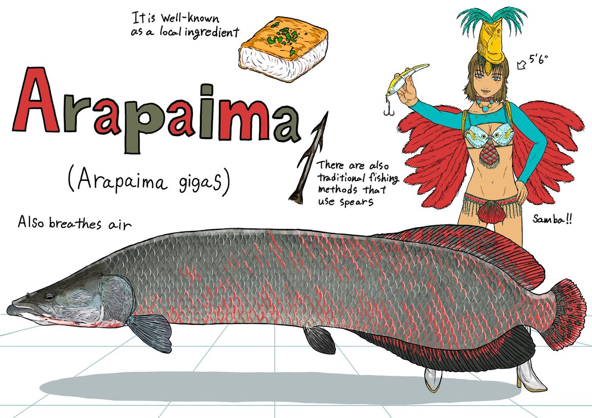 Arapaima Max length 200〜300cm Found in the Amazon River basin One