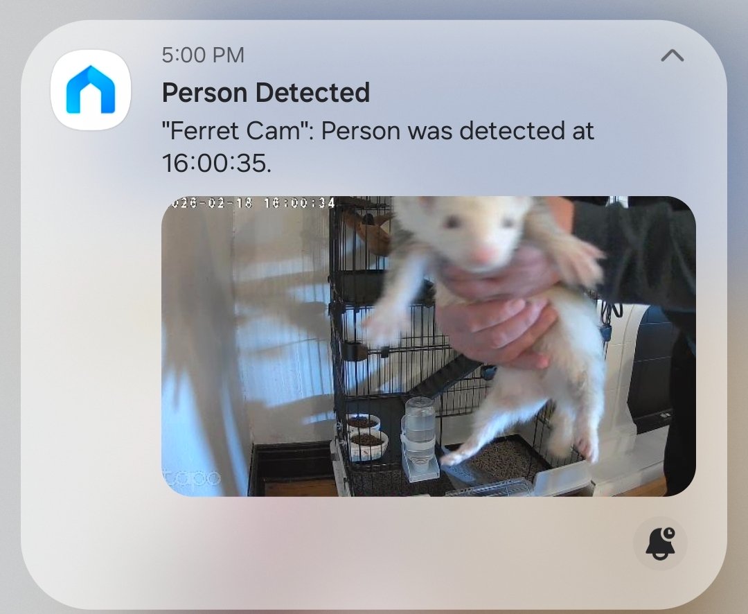 outrokary's tweet photo. Im at twice in NY and my parents are watching my ferrets back home. I just got a new pet cam and lmao I get this notification 😂 the way my dad is holding him, presenting my child to the camera https://t.co/BeA8ErHA8o