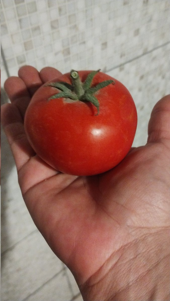 Me traje un recuerdo de la quintita de mi amiga Loli y mi hijo dice que es el tomate más tomate que vió en su vida jsjssj