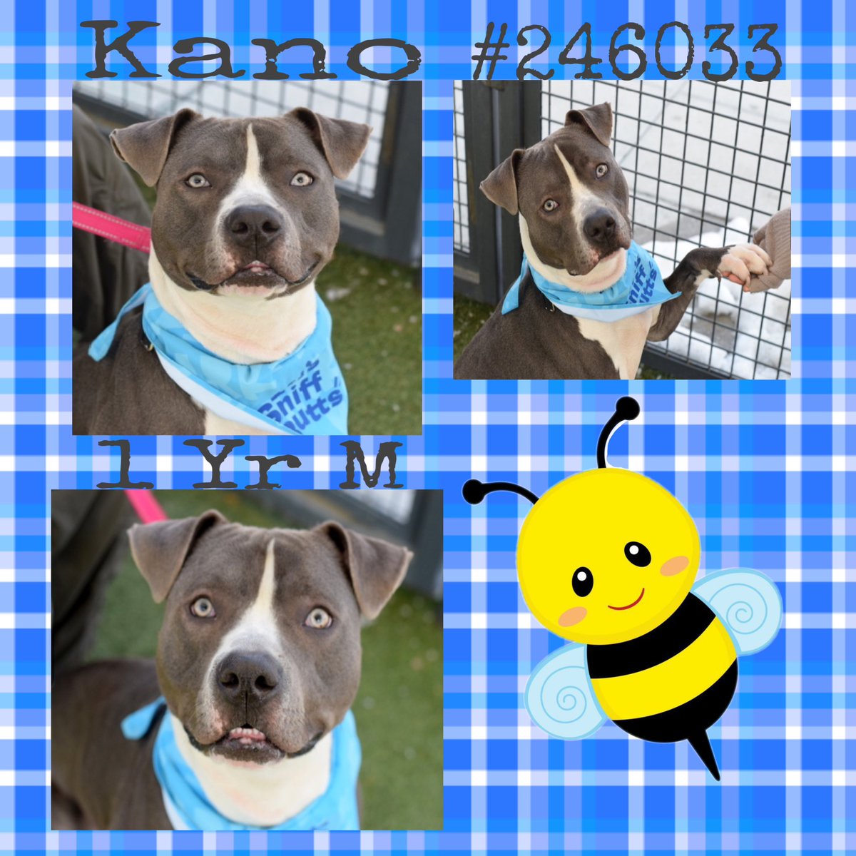 Quinnqueens's tweet image. #DogoftheDay🐕
#WednesdayWorthy🏆
💙Kano #246033💙
#QueensACC 1 yr M
Isn’t he totally gorgeous, a true hunk, with those mesmerizing eyes! And those lower teefers😍 Slow intros &amp;amp; prefers coming 2 you when ready 4 cuddles, only a year old 🐶#AdoptMe #Foster
nycacc.app/browse/246033