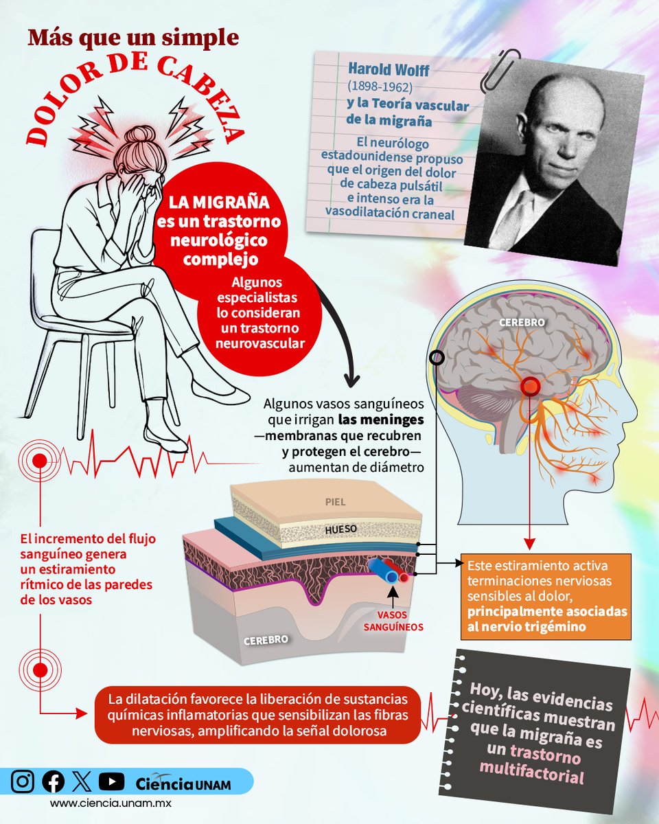 #Salud | ¡No solo es dolor! La #migraña es una respuesta extrema del sistema nervioso ante estímulos comunes.
Este artículo de #CienciaUNAM explica la neurociencia detrás de este padecimiento: bit.ly/46K6xXM