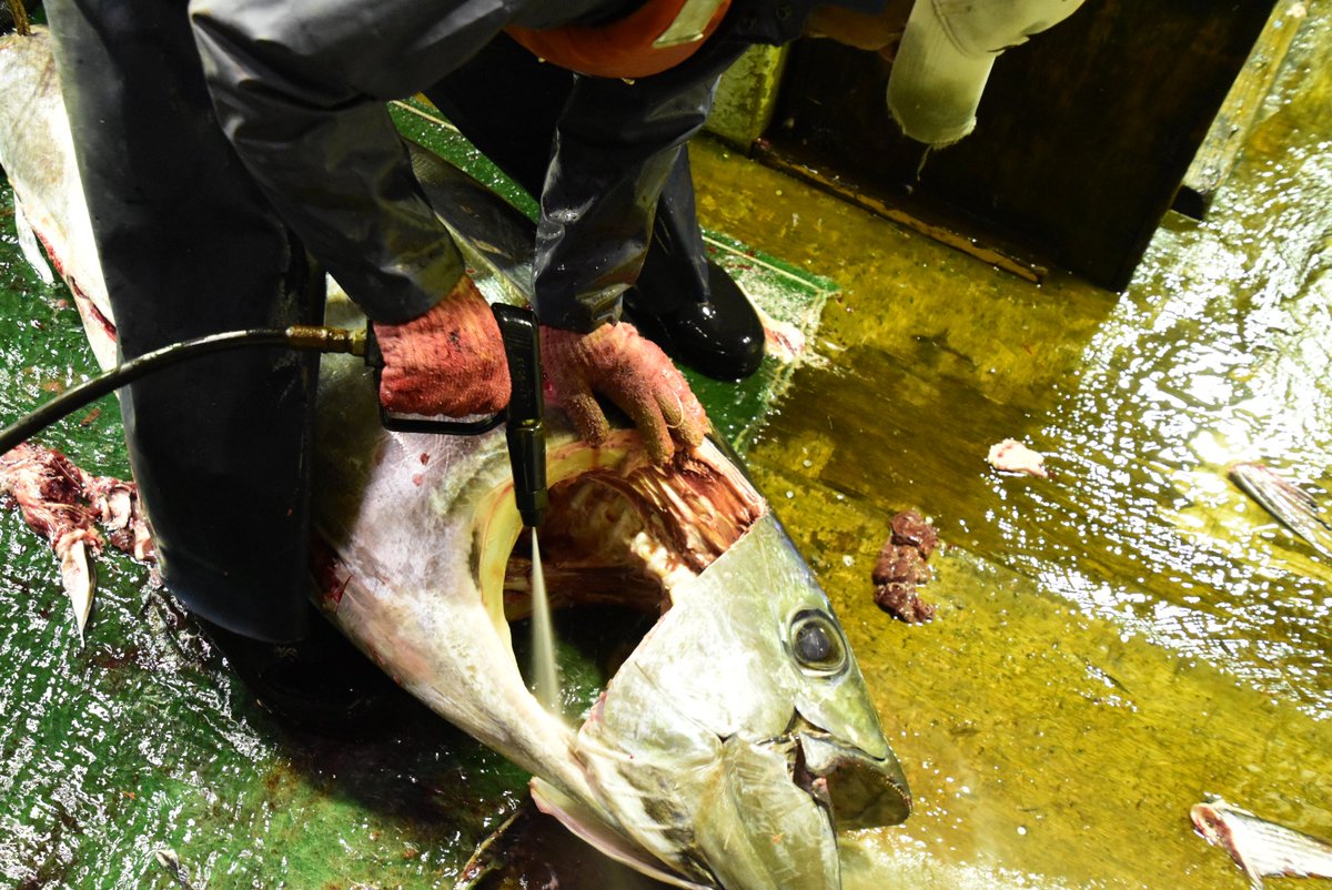 揚がってきた魚はエラ蓋、内臓、ヒレなどの不要な部分を取り除きます

口は確かに開いているように見えますがこれでも閉じているほうです
先程の処理が終わり魚を洗って血を取り除いたら口元にロープをかけて開かないようにします
これをしないと口が大きく開いてしまい製品として不格好になります