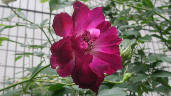 tanosiisupi_bot's tweet image. You're already playing your part in the whole Cosmos just by being you.
An irreplaceable existence — without you, the Cosmos cannot hold together.

あなたは既にあなたである事で、宇宙全体に役割を果たしています
取り替えのきかぬ存在。欠けると、宇宙が成り立ちません
#role #役割