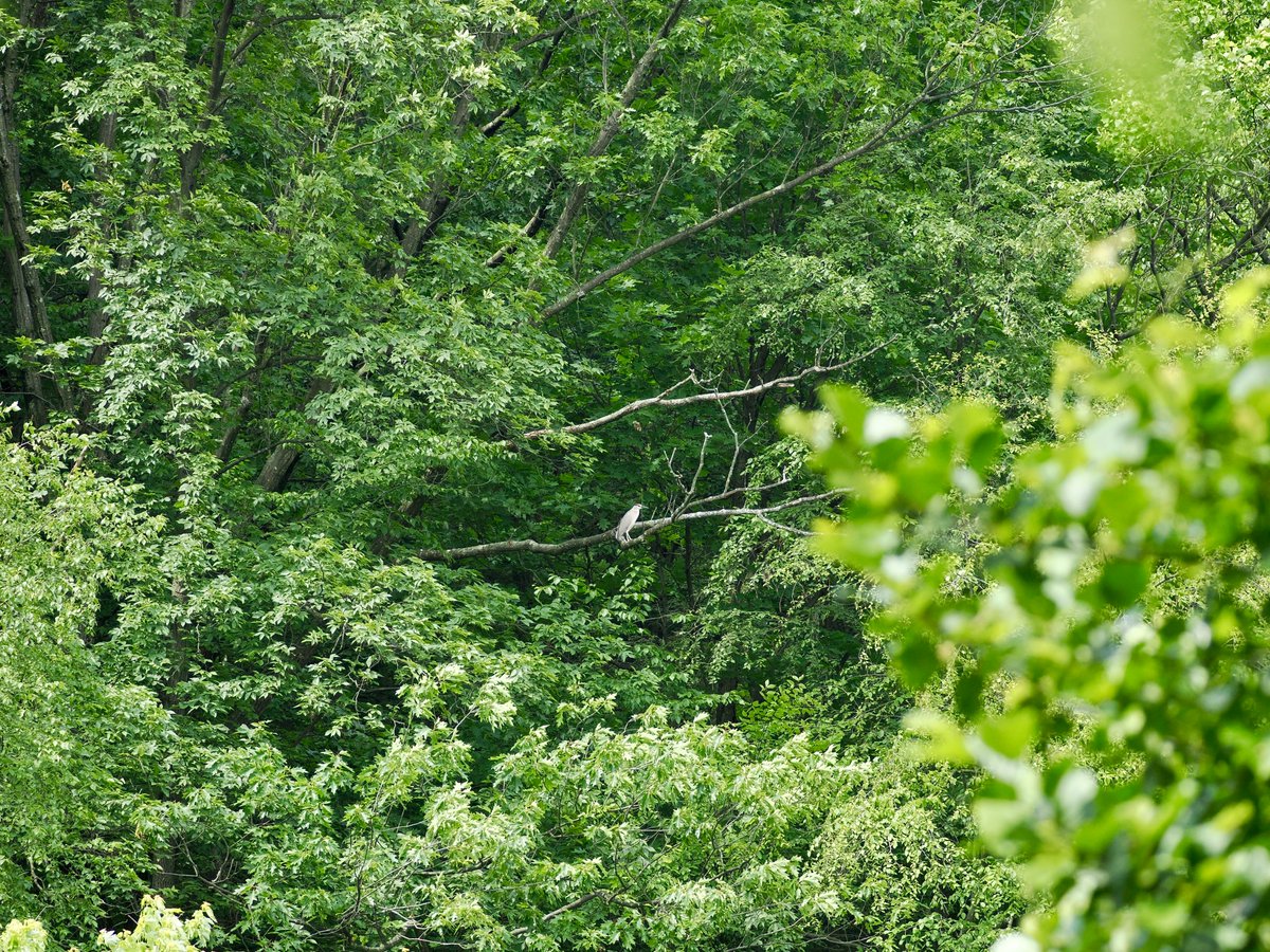 mawgdn's tweet photo. For #WadersWednesday, a memory of summer. Black-crowned Night #Heron #birdwatching Clove Lakes Park 06/08/25 https://t.co/6BreUv0aqP