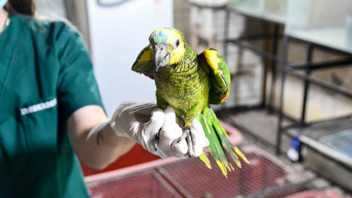 Operativo histórico: más de 500 animales silvestres decomisados y derivados al CRIIF La Esmeralda🐢🌱🦜

Si detectás venta, transporte o captura ilegal denunciá al 911

Ayudá a proteger la biodiversidad santafesina.