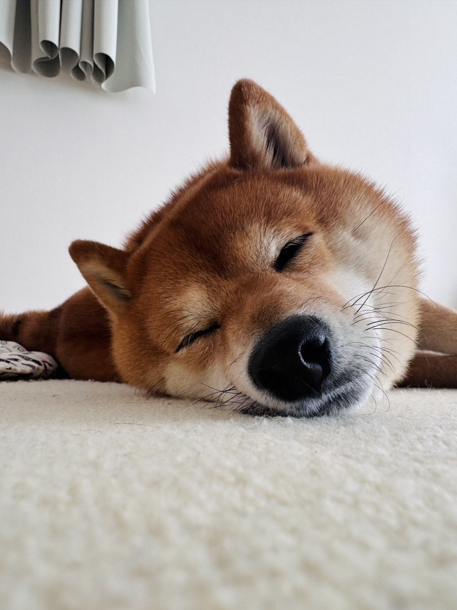 豆柴たわしくん (@tawashi429) / Posts / X